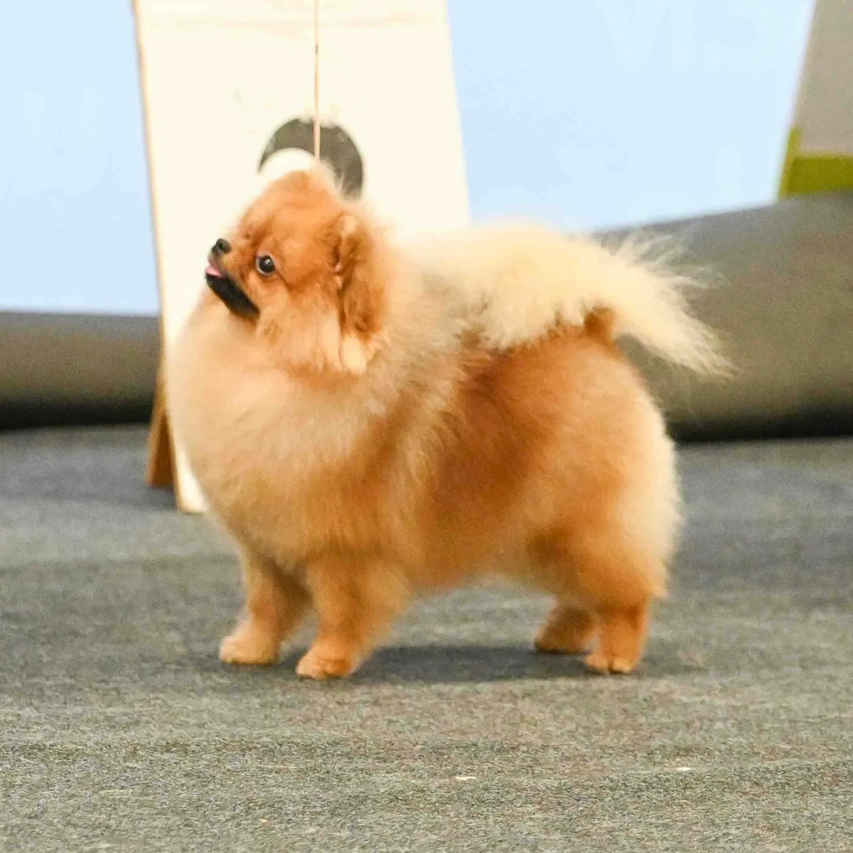 Miss Grace Tai Genijus