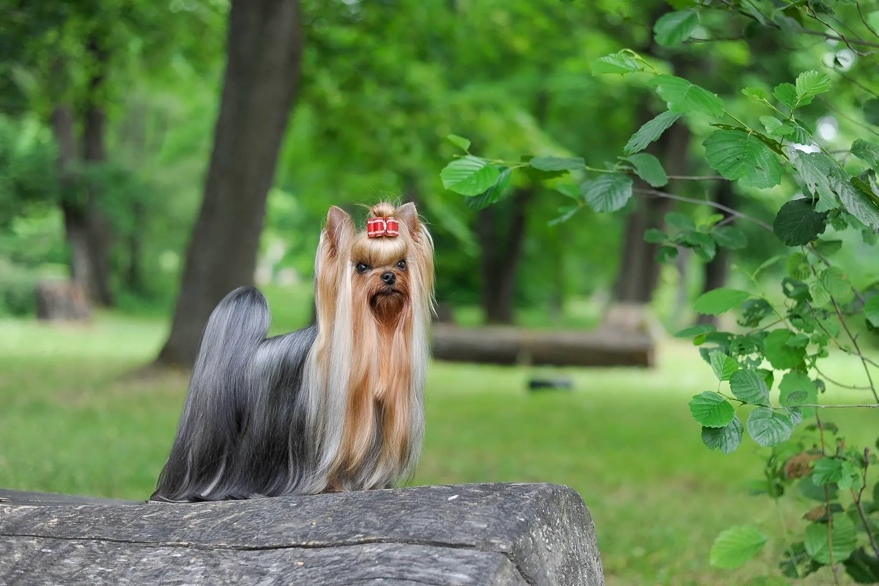 Dzheus Mr. Hollywood