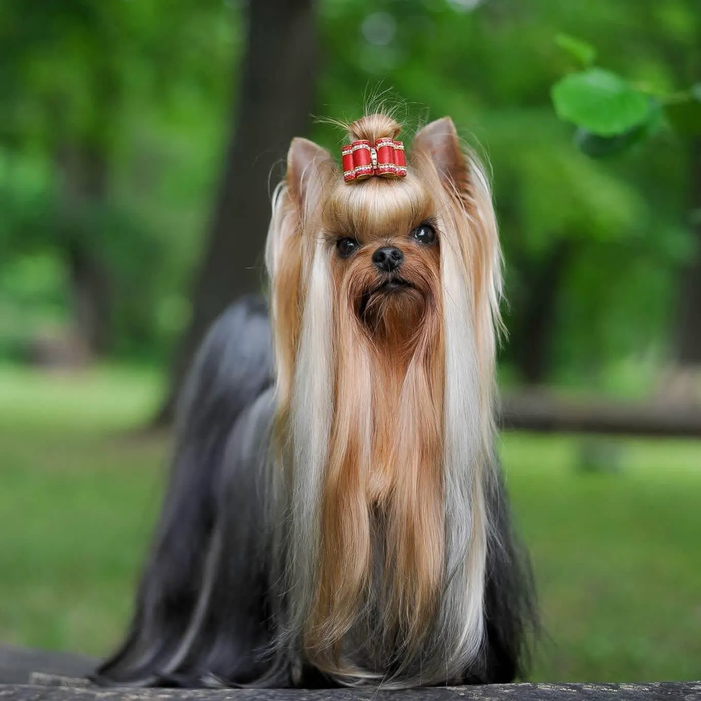 Dzheus Mr. Hollywood