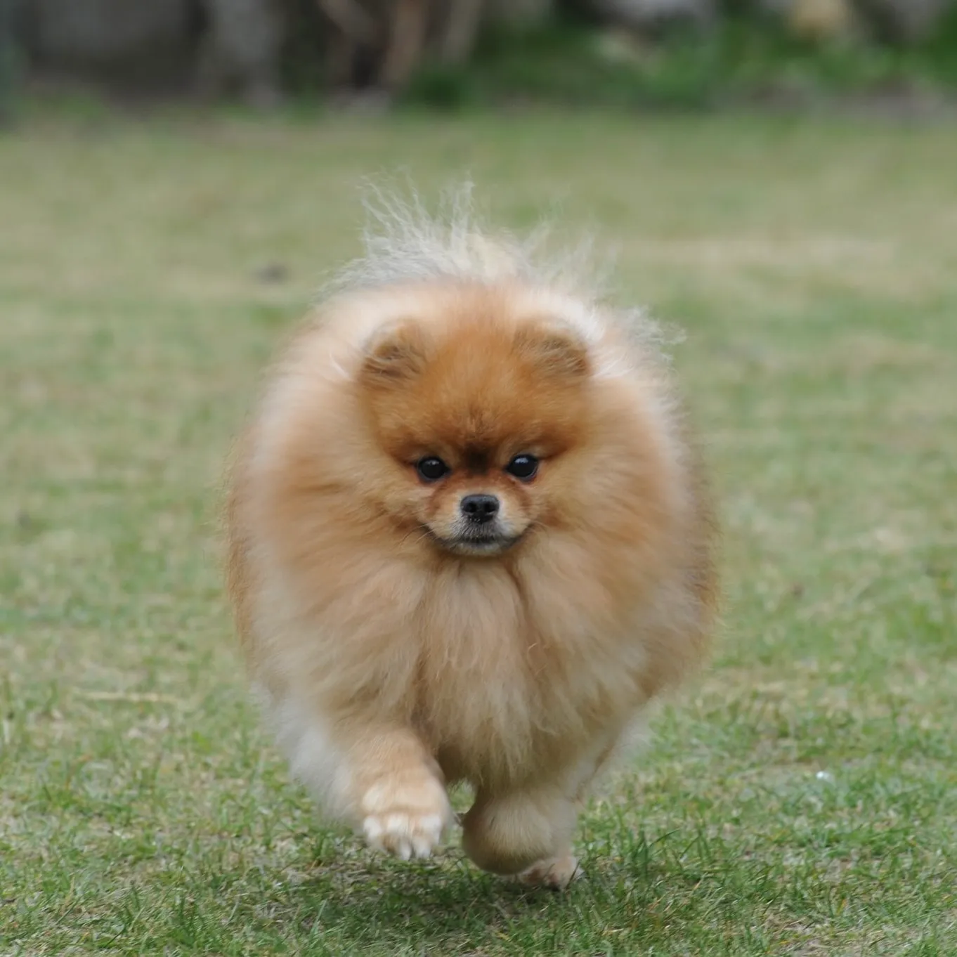 Show Maker Tai Genijus