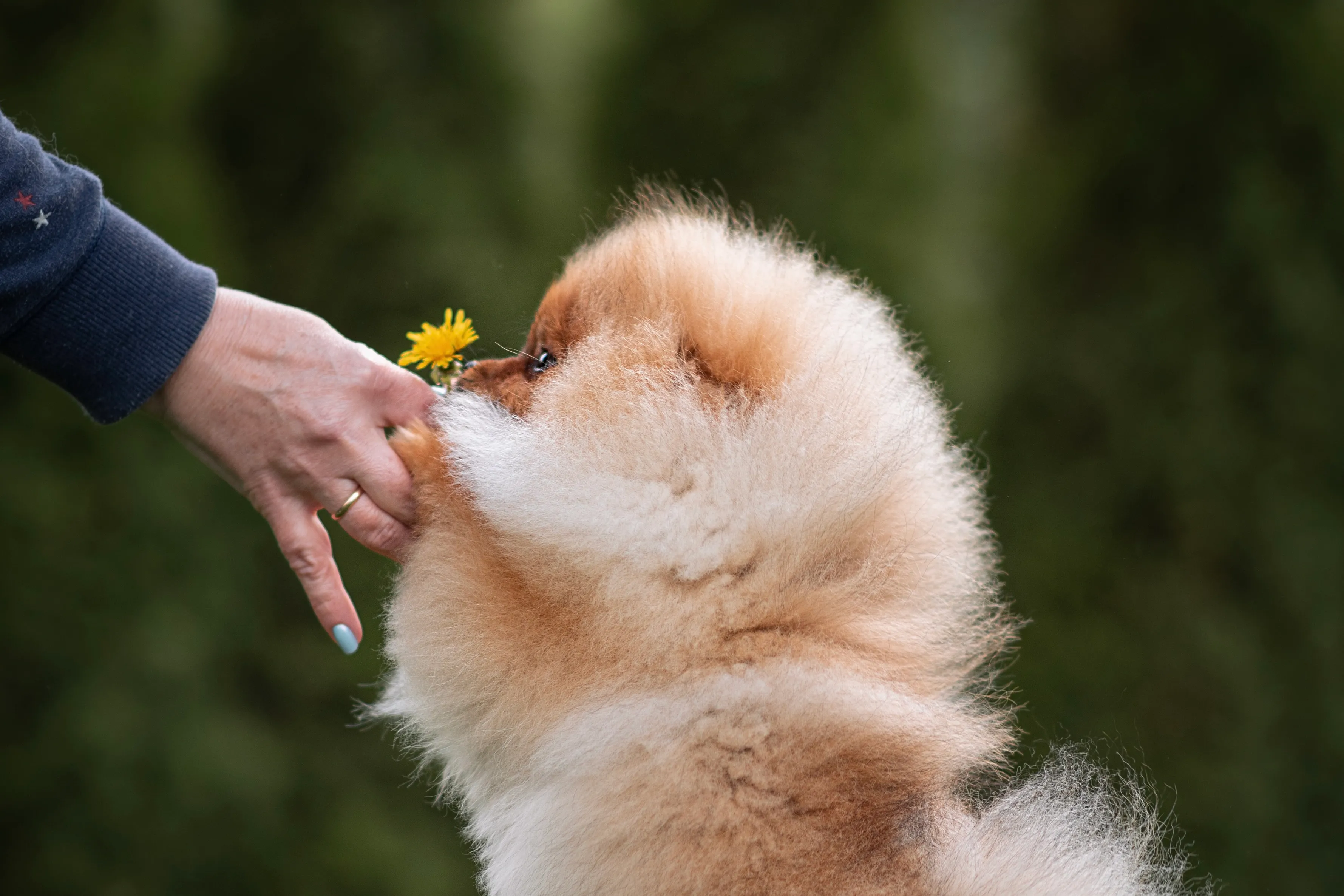 Pomeranian sniffing flower
