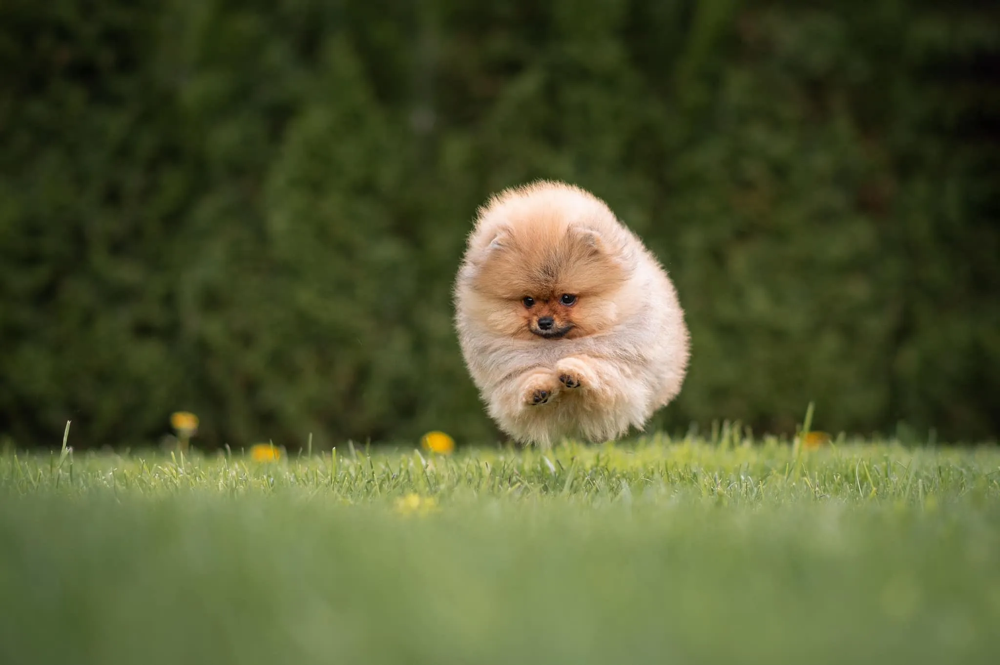Pomeranian running