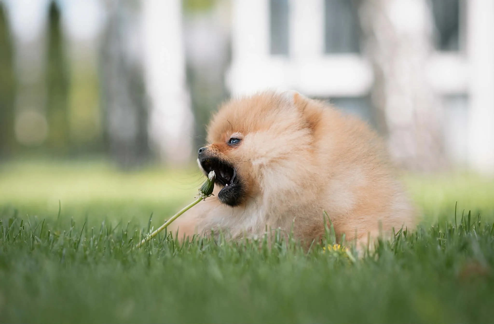 Pomeranian tasting a flower
