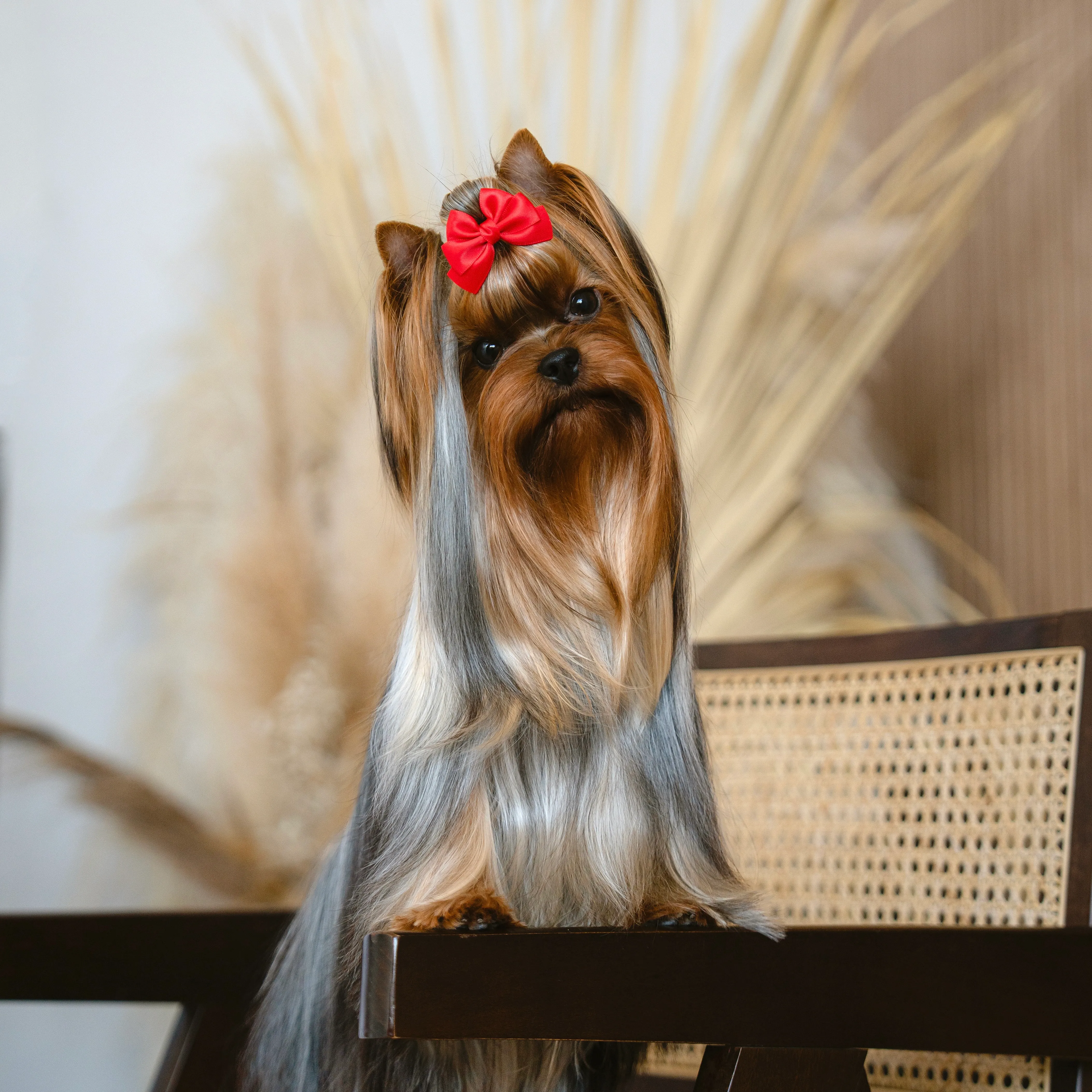 New Roshelle Tai Genijus