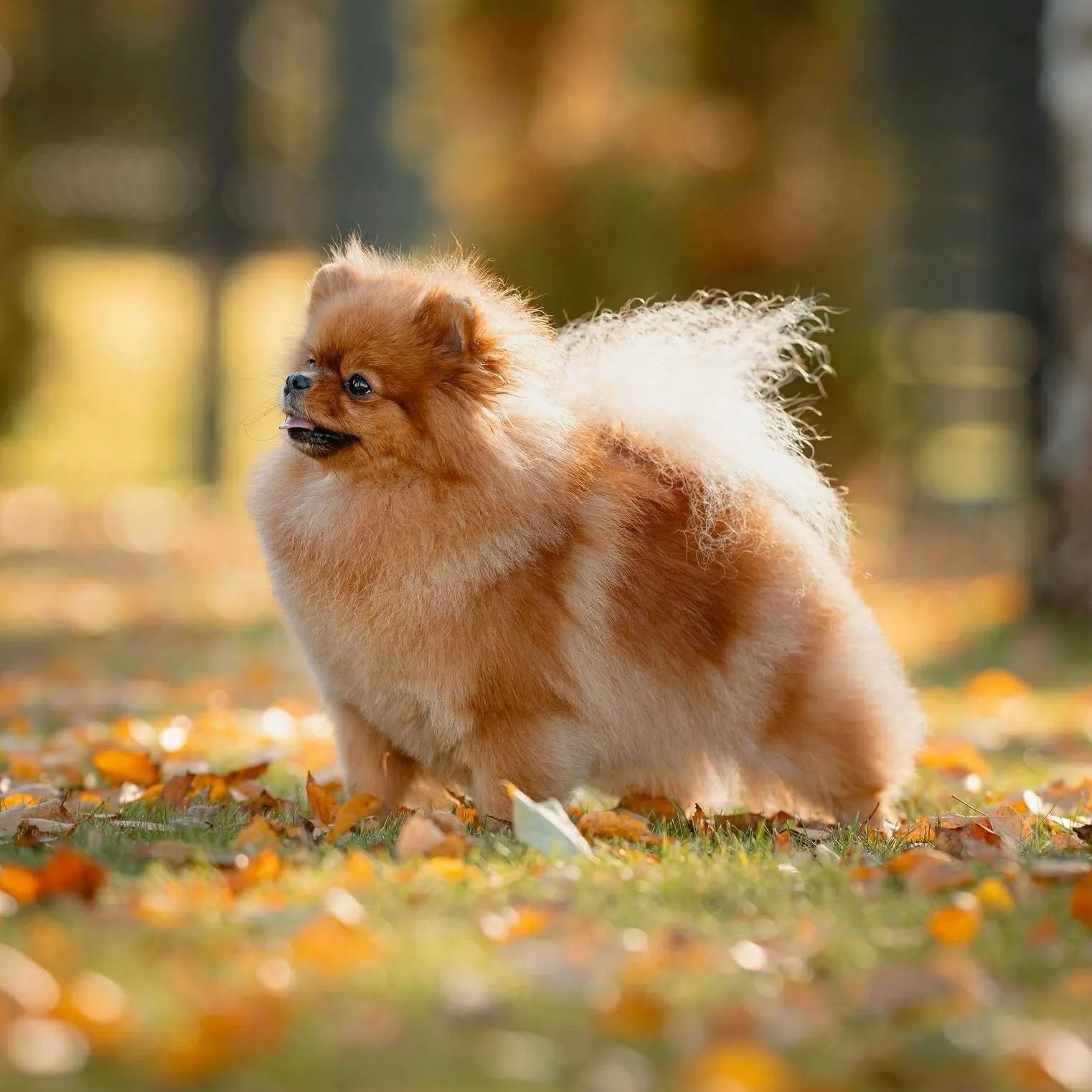 Miss Shine Tai Genijus