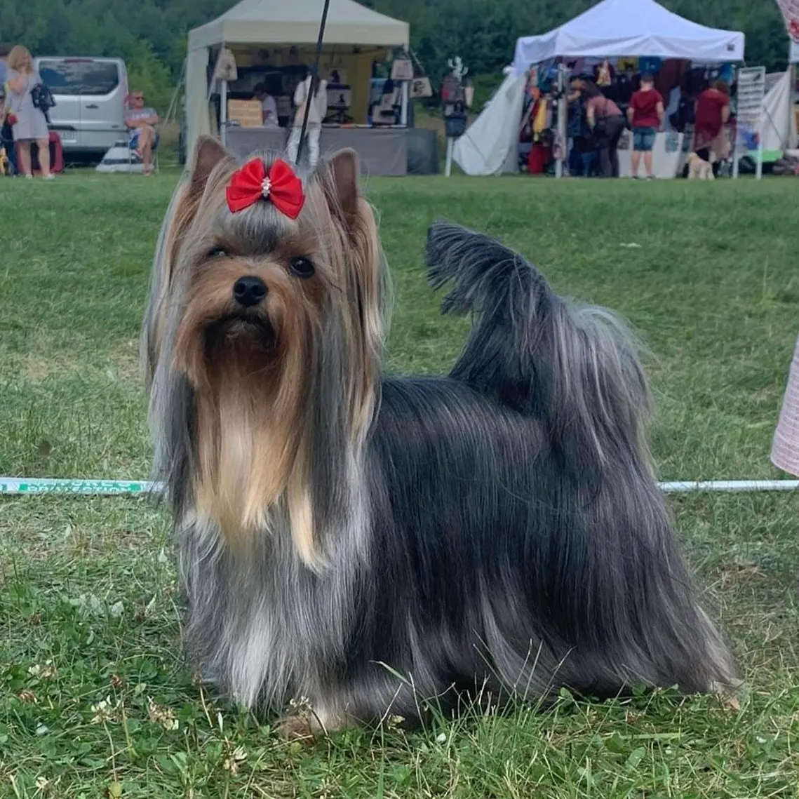 Chloe Love Story Tai Genijus