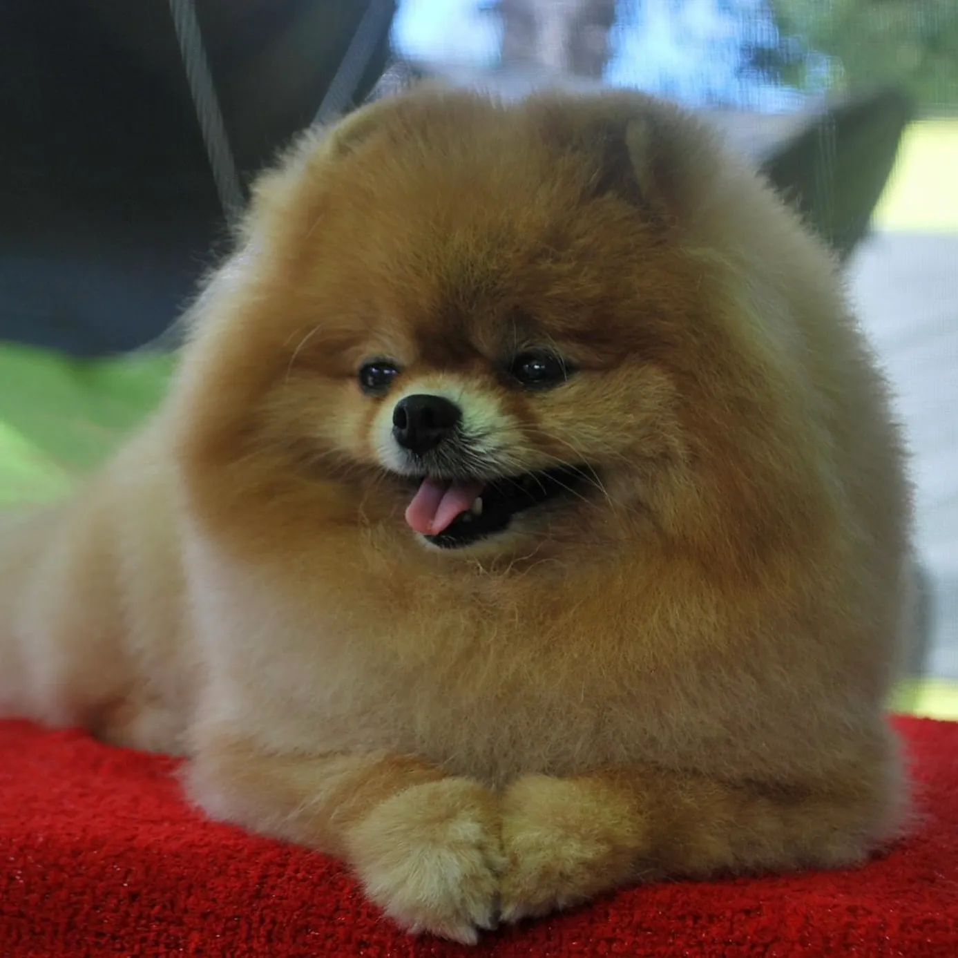 Vitta Bonito iz Vestlandii